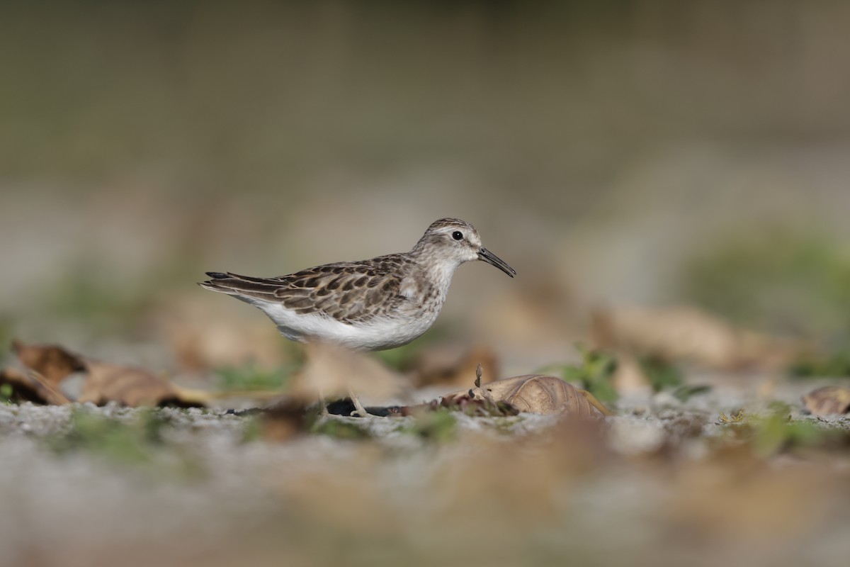 Wiesenstrandläufer - ML643626350