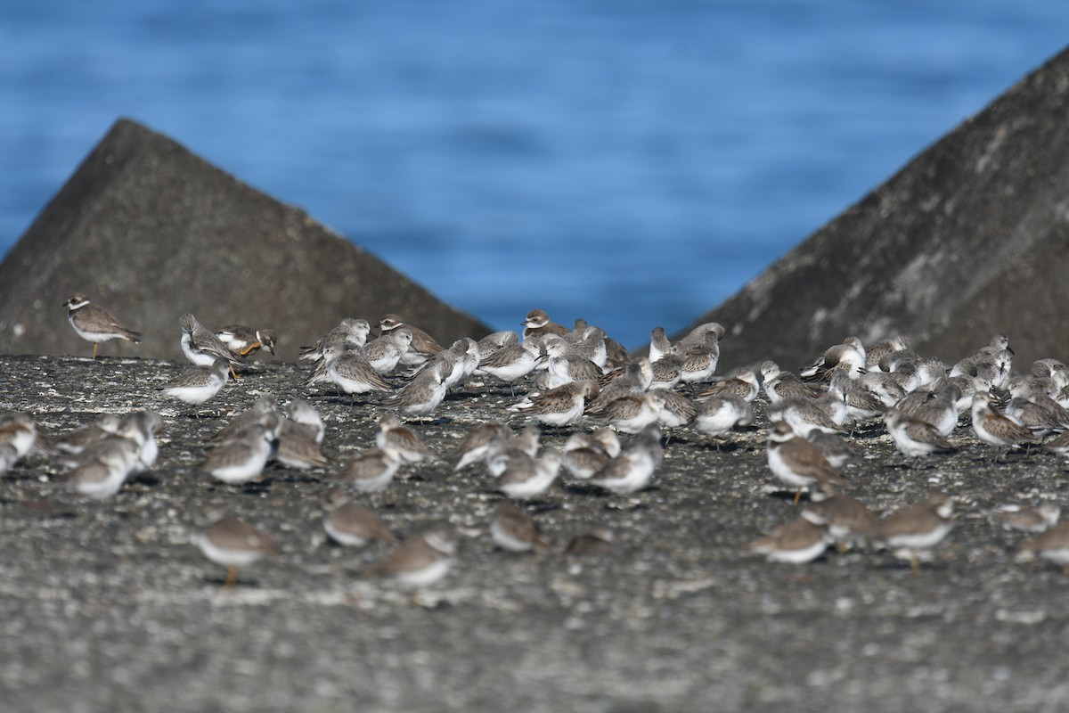 Semipalmated Plover - ML643626351