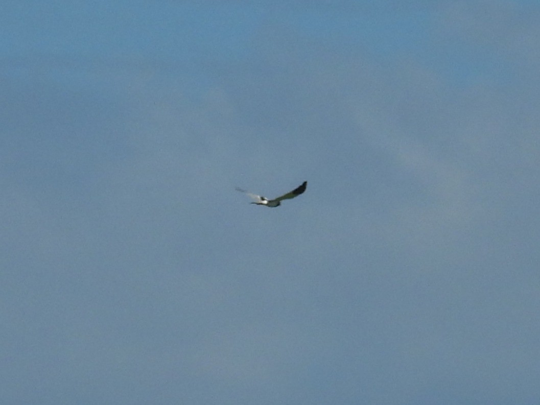 Pied Harrier - ML643626353