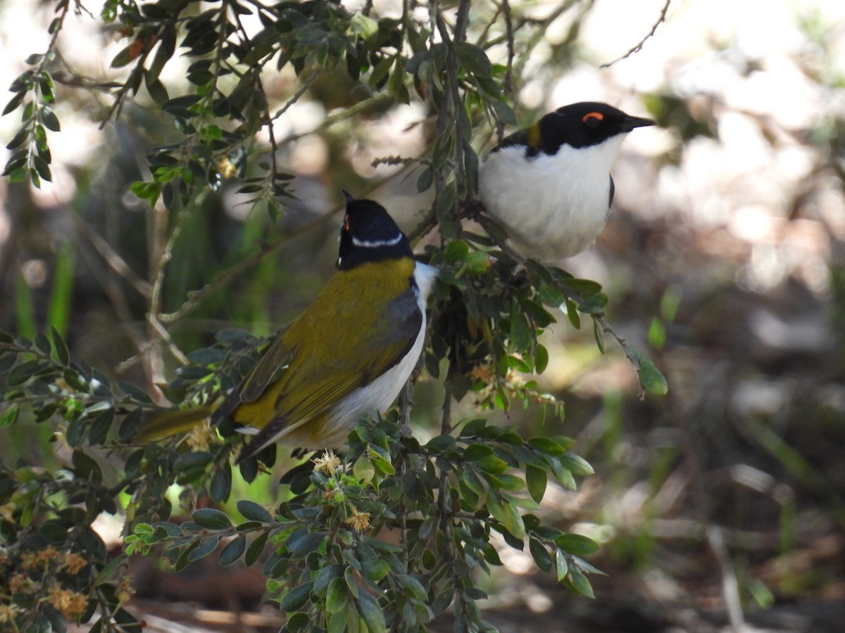 White-naped Honeyeater - ML643626358