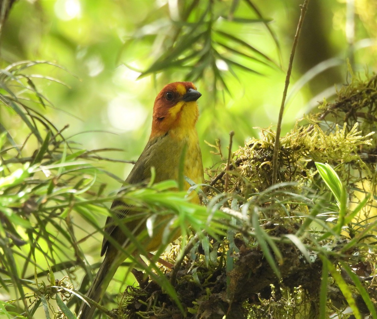 Fulvous-headed Brushfinch - ML643626379