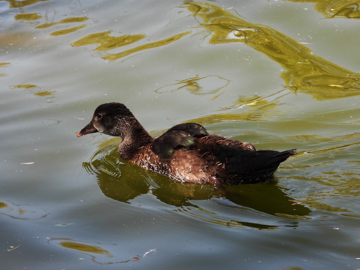 Muscovy Duck (Domestic type) - ML643626401