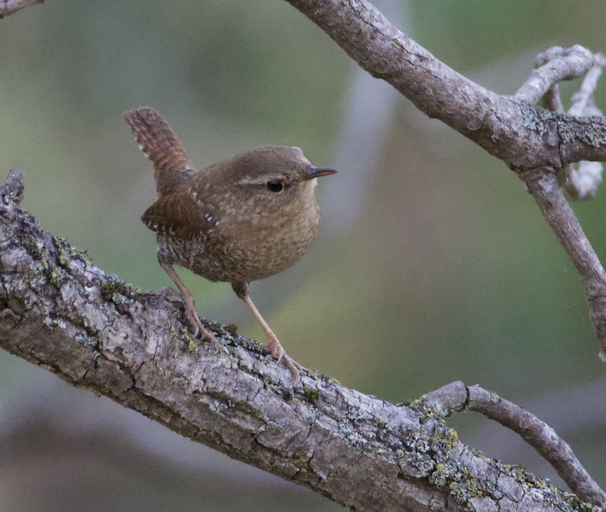 Winter Wren - ML643626453