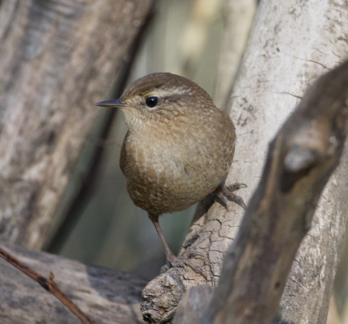 Winter Wren - ML643626454