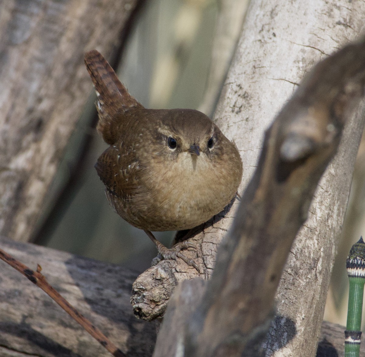 Winter Wren - ML643626455