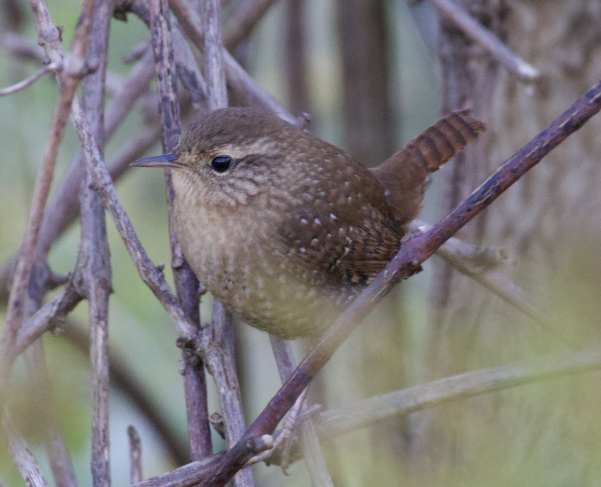 Winter Wren - ML643626456