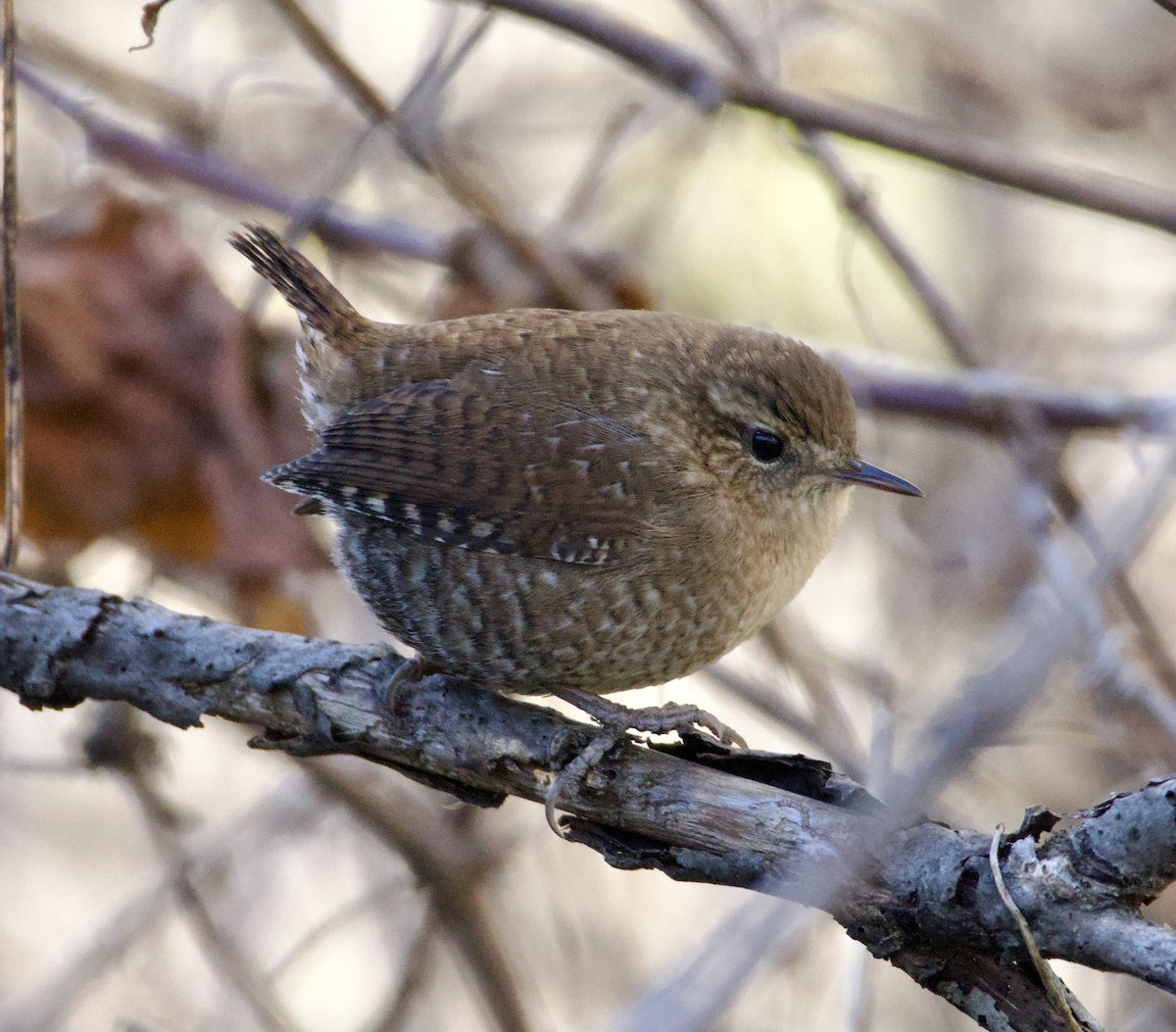Winter Wren - ML643626457