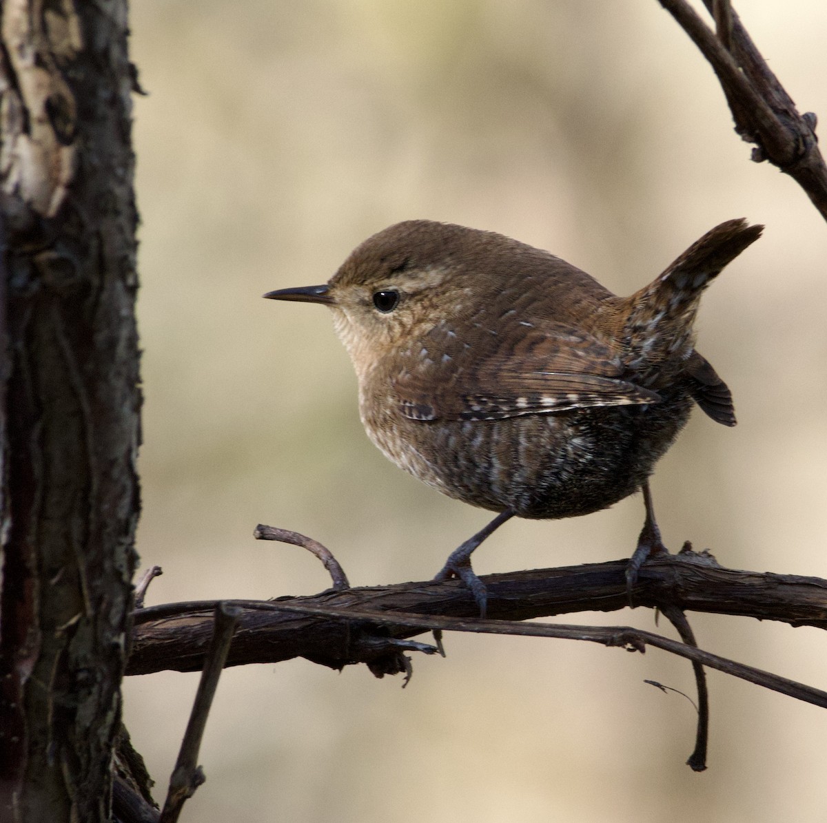 Winter Wren - ML643626458