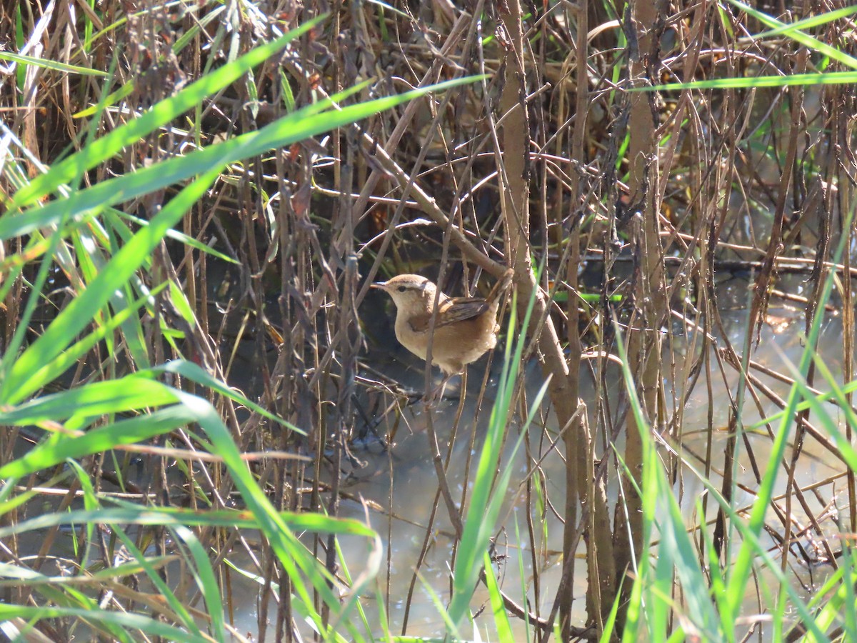 Marsh Wren - ML643626471