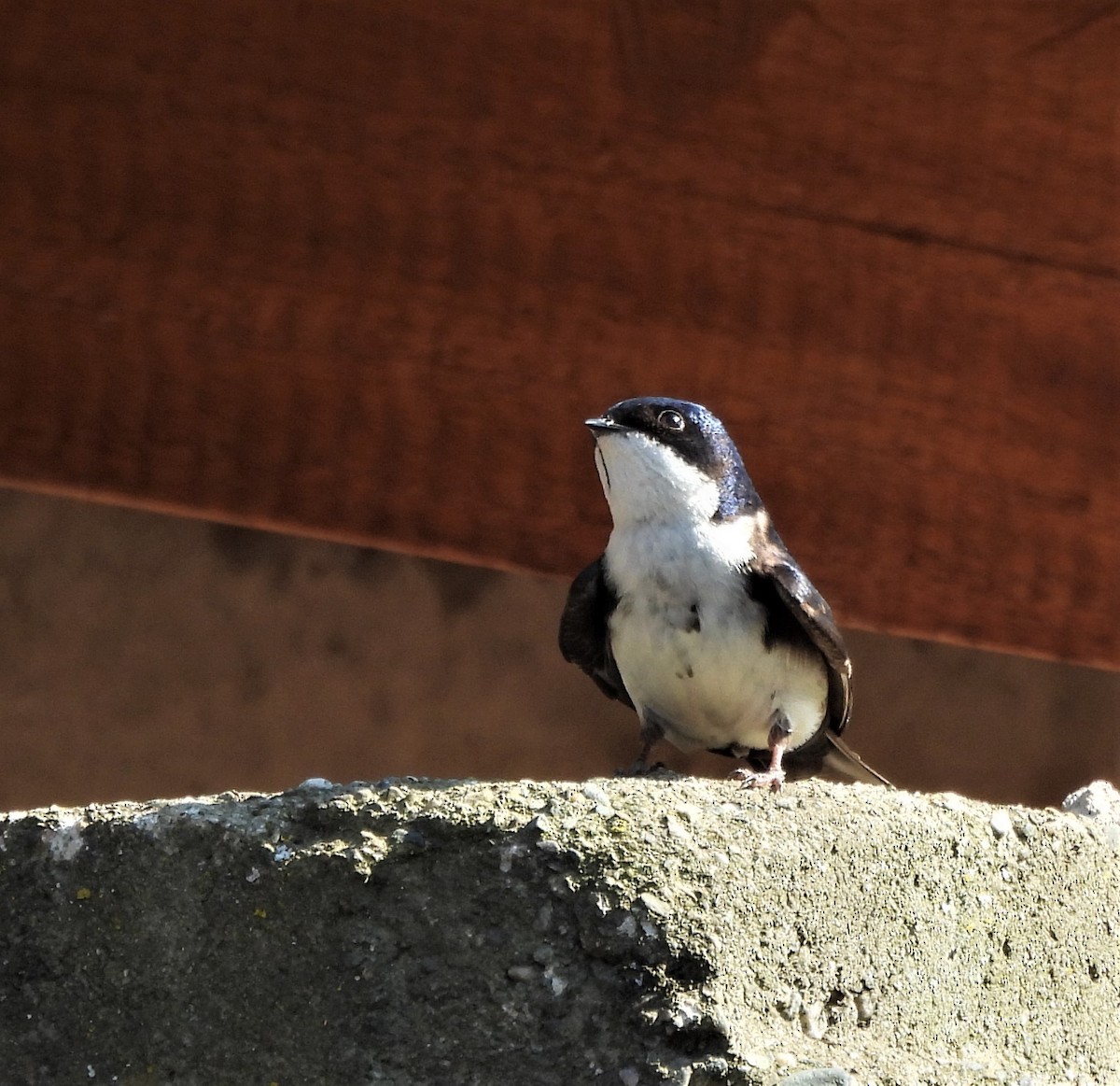 Blue-and-white Swallow - ML643626493