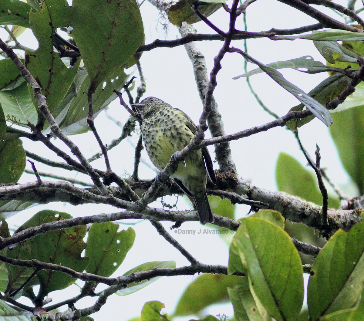 Sharpbill - ML643626508