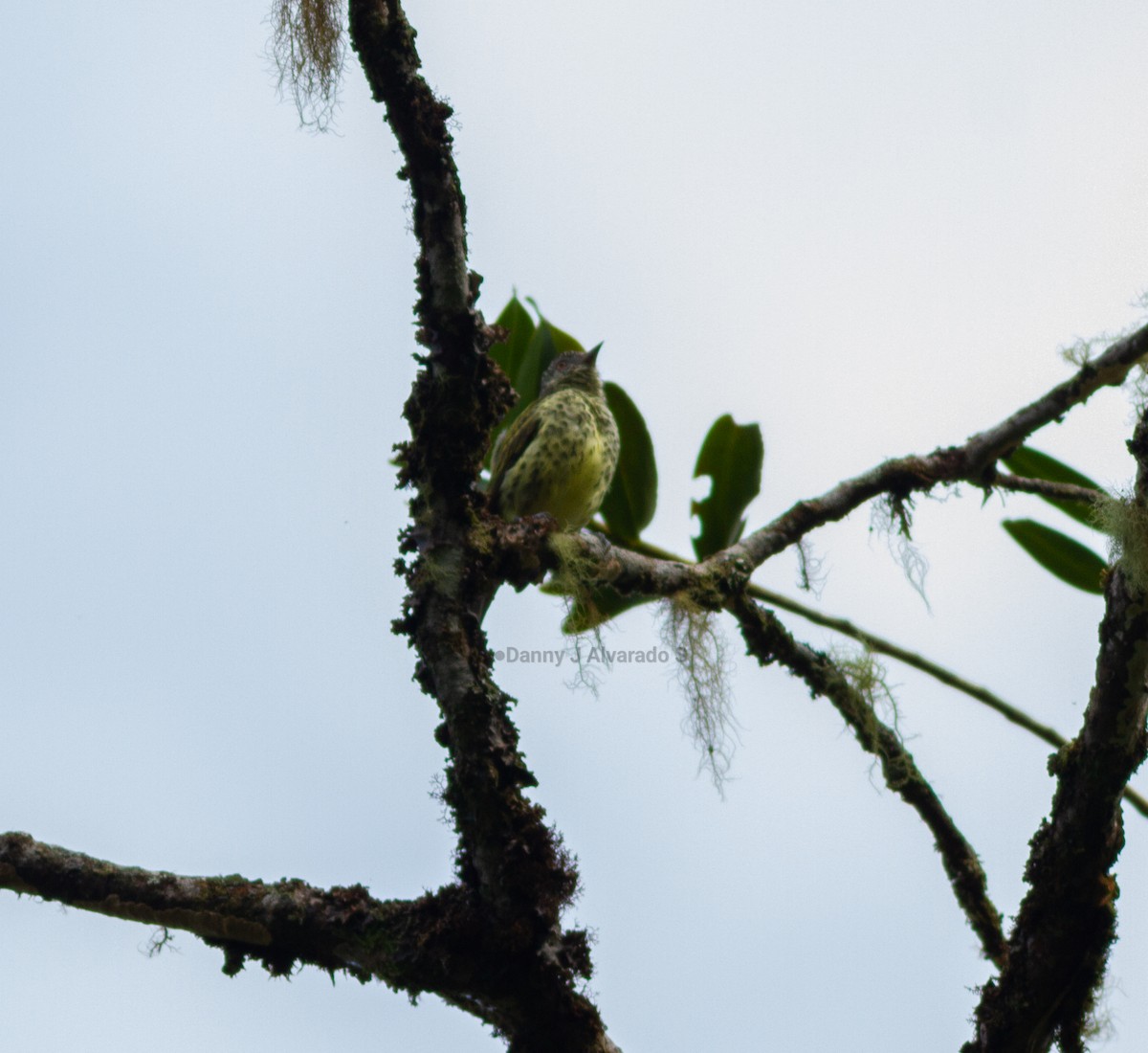 Sharpbill - ML643626509