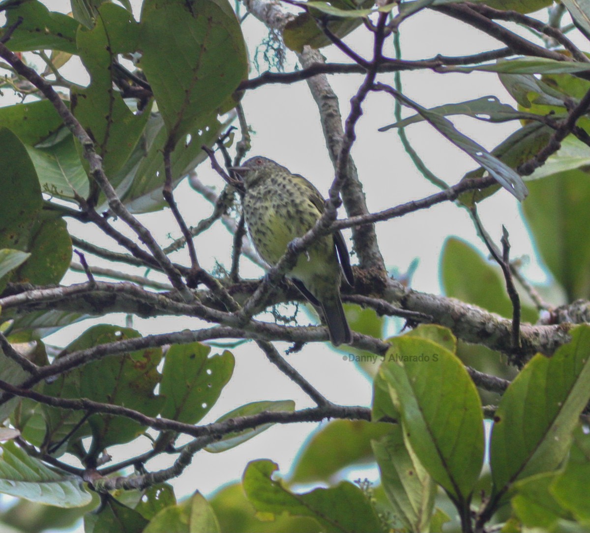 Sharpbill - ML643626510