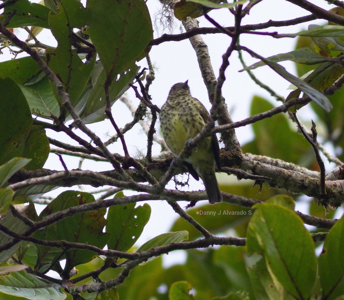 Sharpbill - ML643626511