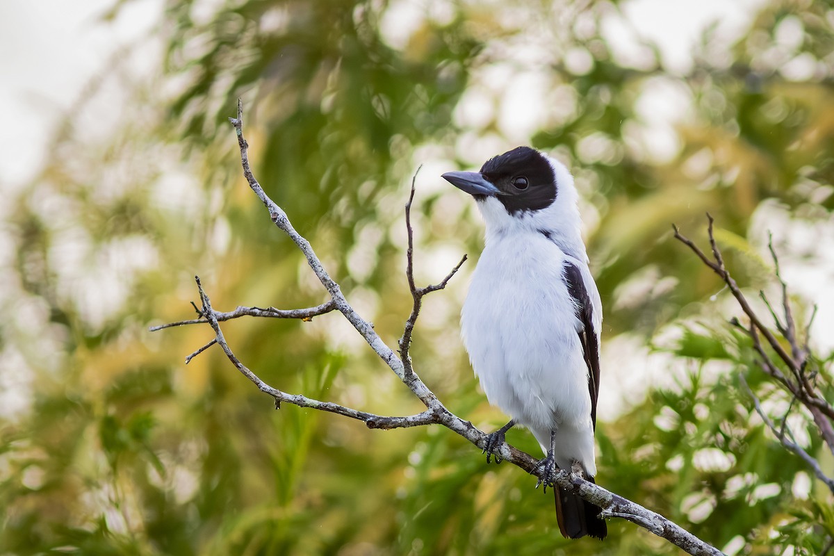Black-crowned Tityra - ML643626519