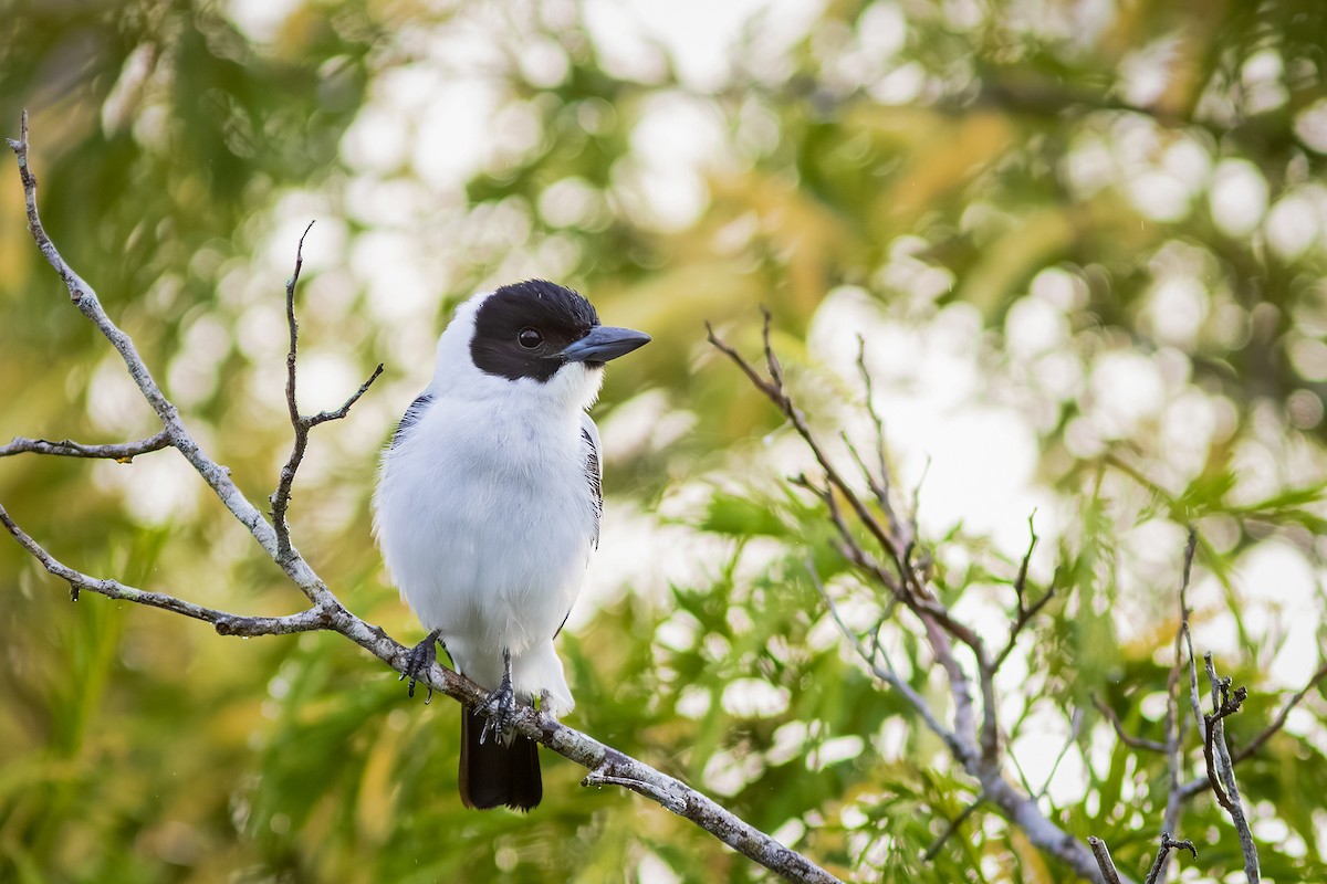Black-crowned Tityra - ML643626520