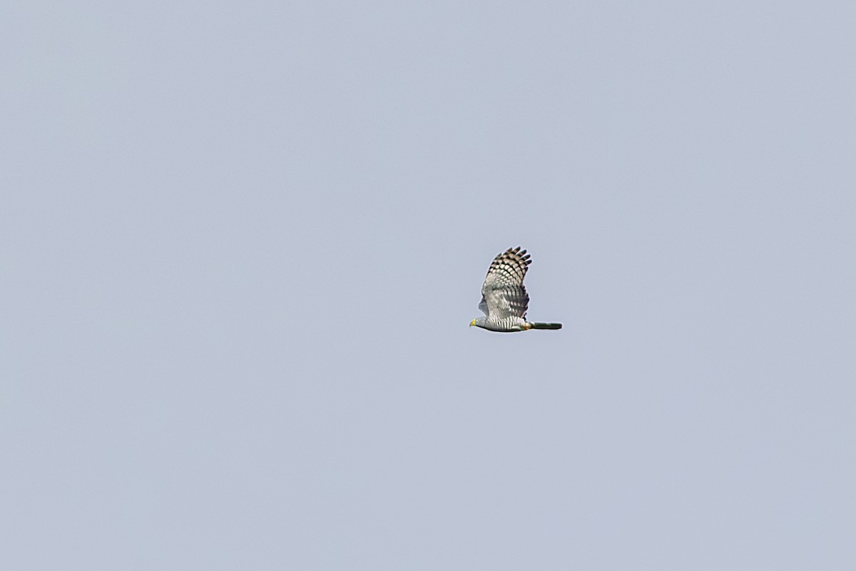 Hook-billed Kite (Hook-billed) - ML643626526