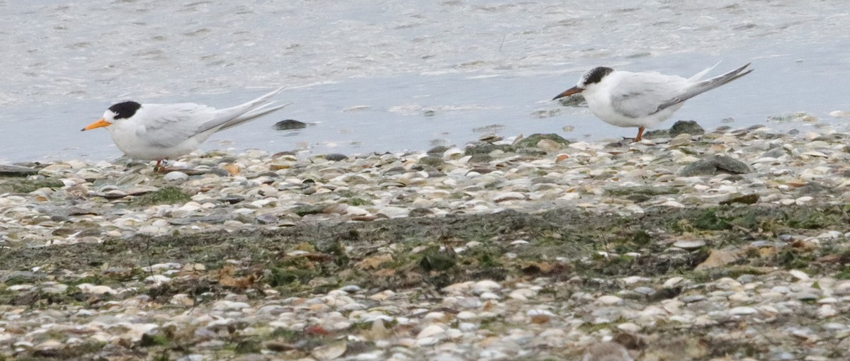 Australian Fairy Tern - ML643626534