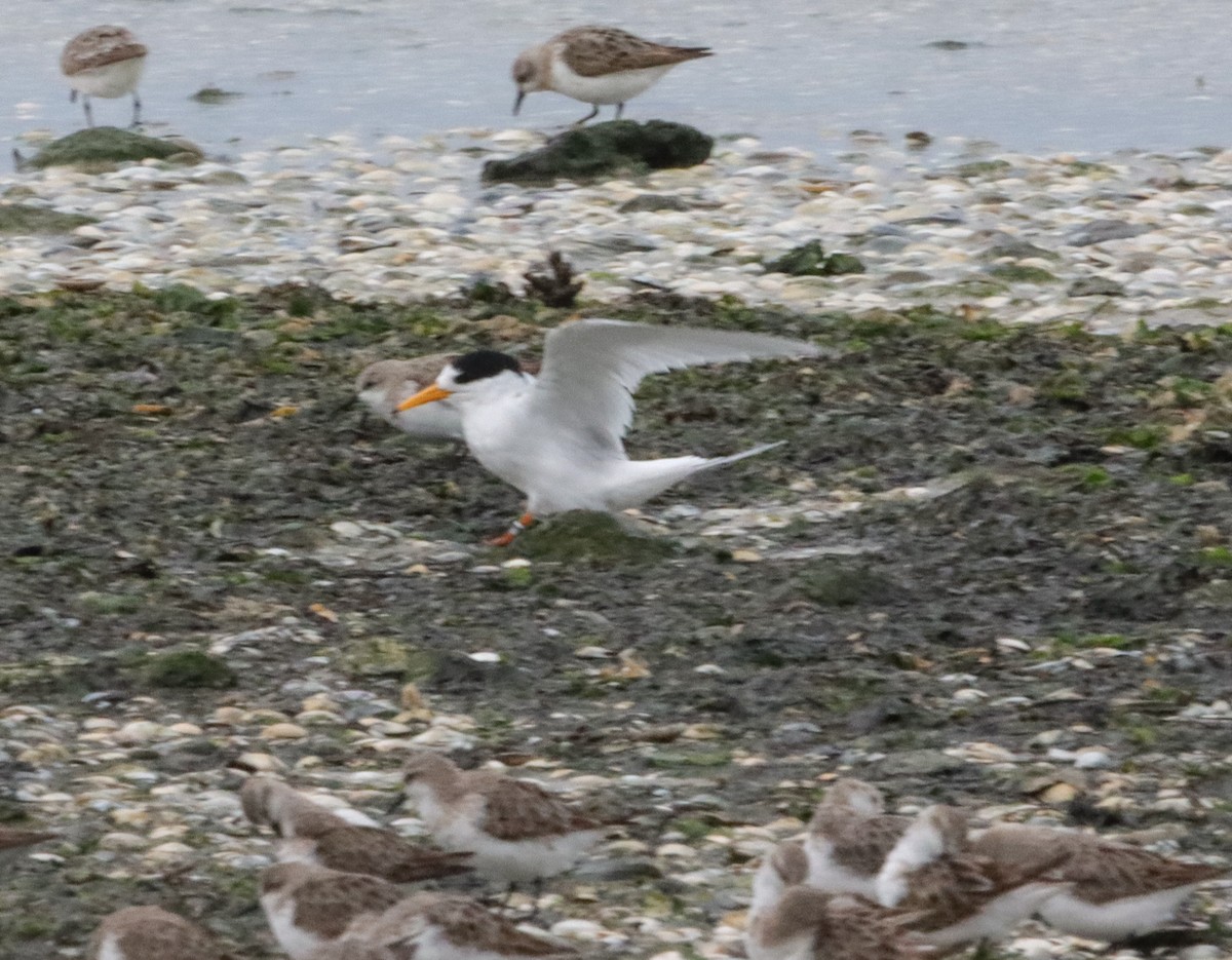 Australian Fairy Tern - ML643626535