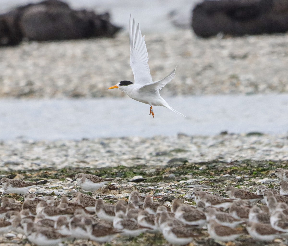 Australian Fairy Tern - ML643626536