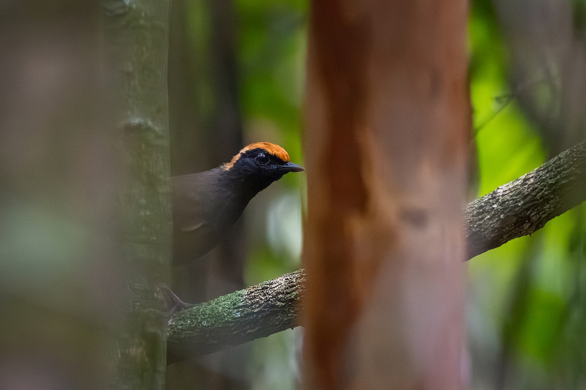 Rufous-capped Antthrush - ML643626539