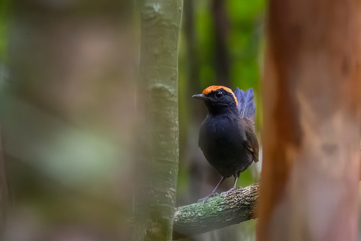 Rufous-capped Antthrush - ML643626540