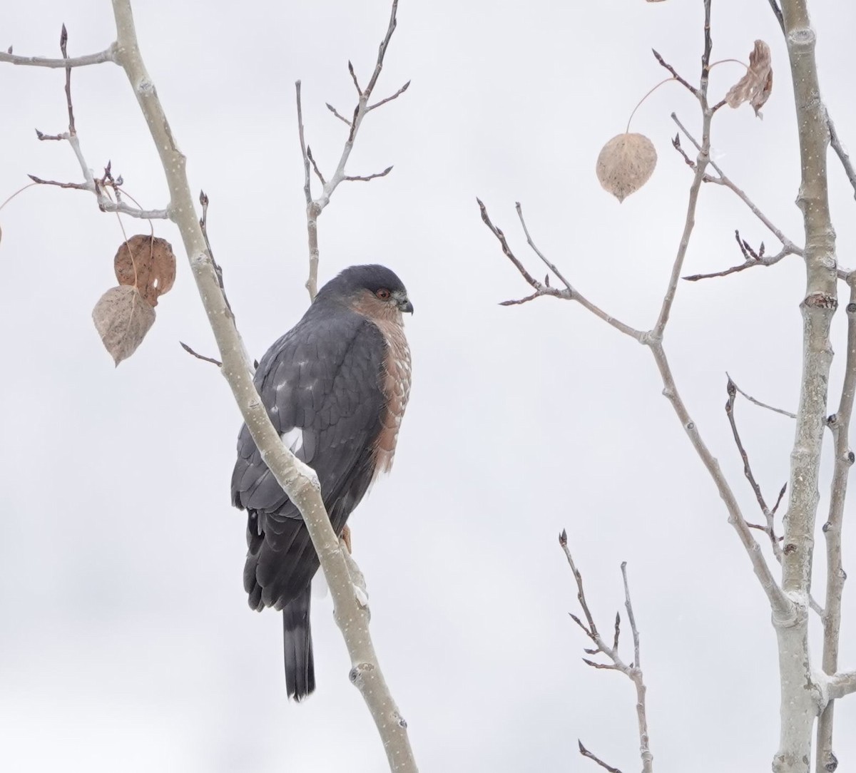 Sharp-shinned Hawk - ML643626558