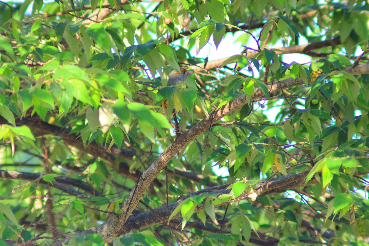 Rufous-browed Peppershrike - ML643626587