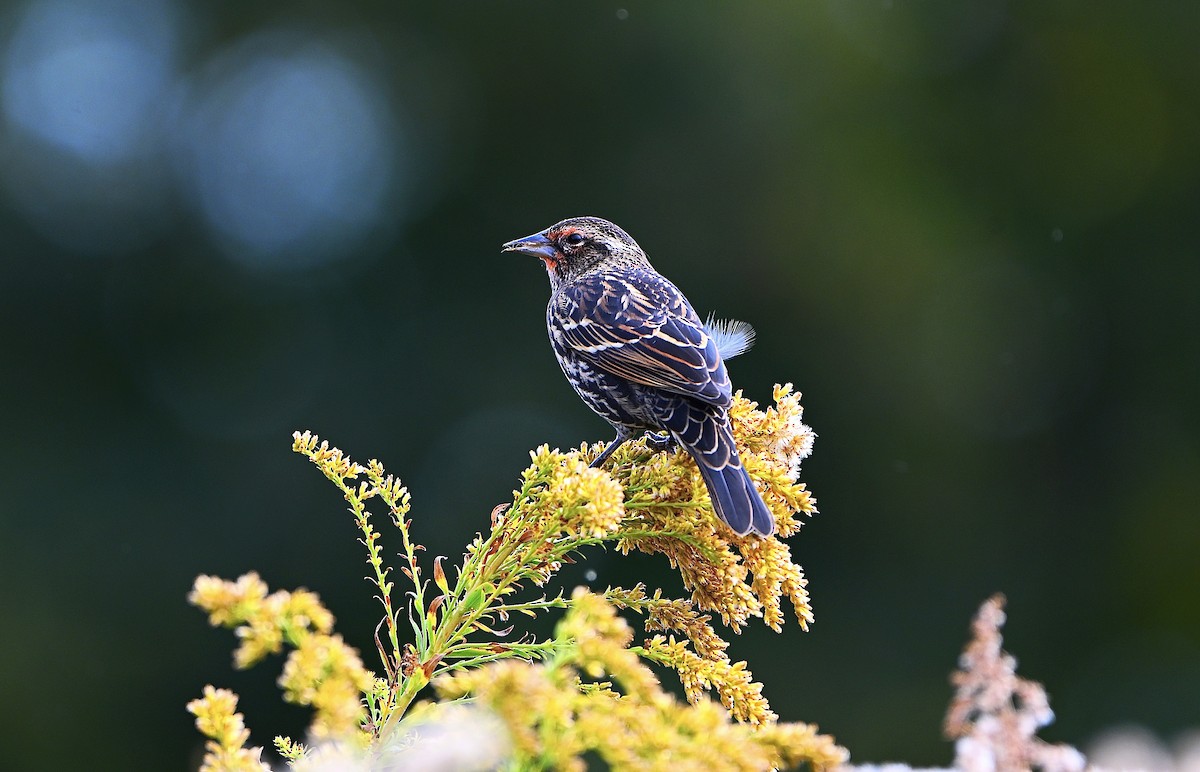 Red-winged Blackbird - ML643626589