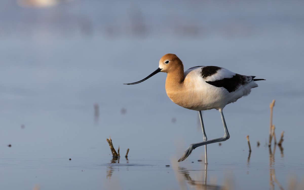American Avocet - ML643626591