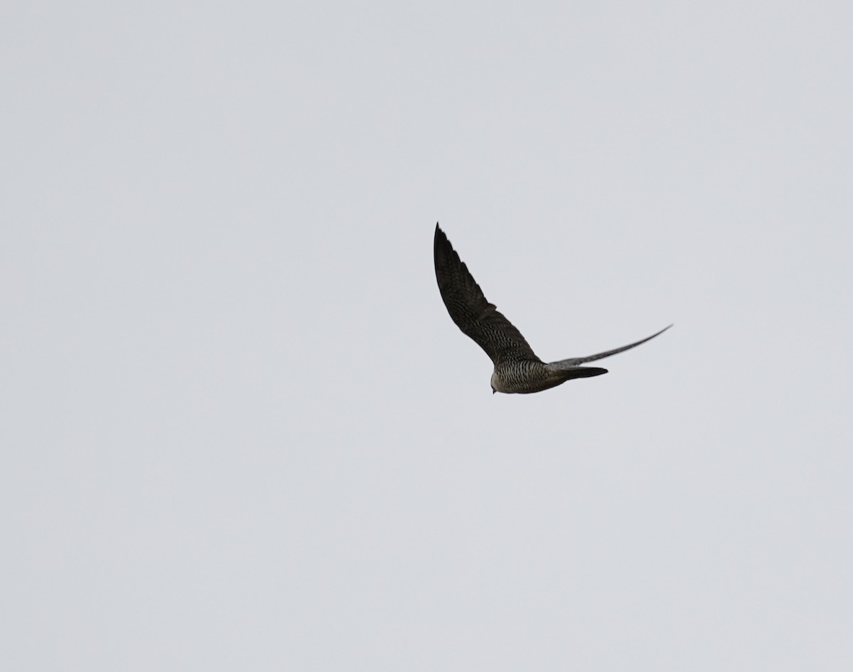 Peregrine Falcon - ML643626592