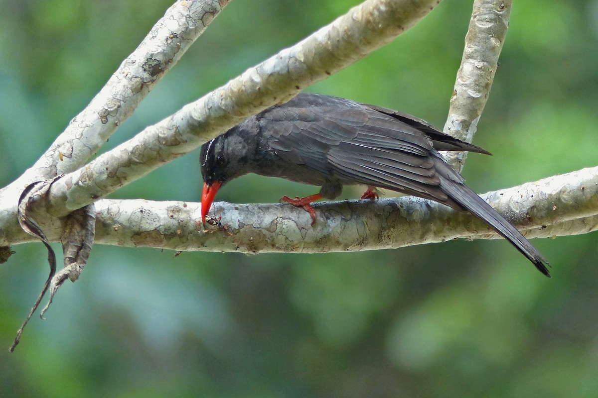 Black Bulbul - ML643626595