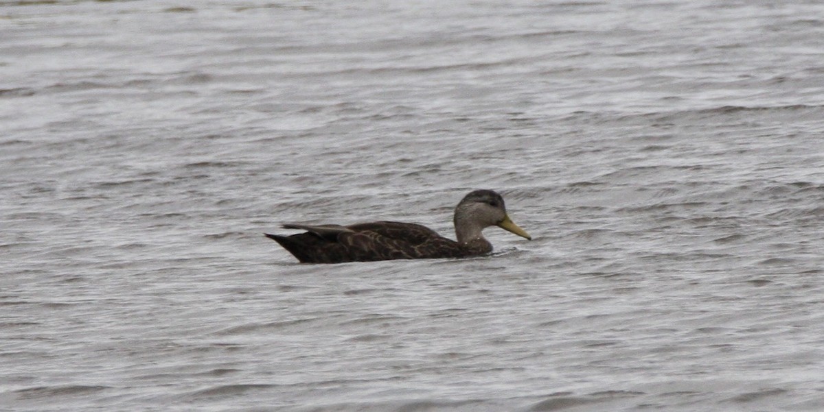 American Black Duck - ML643626617