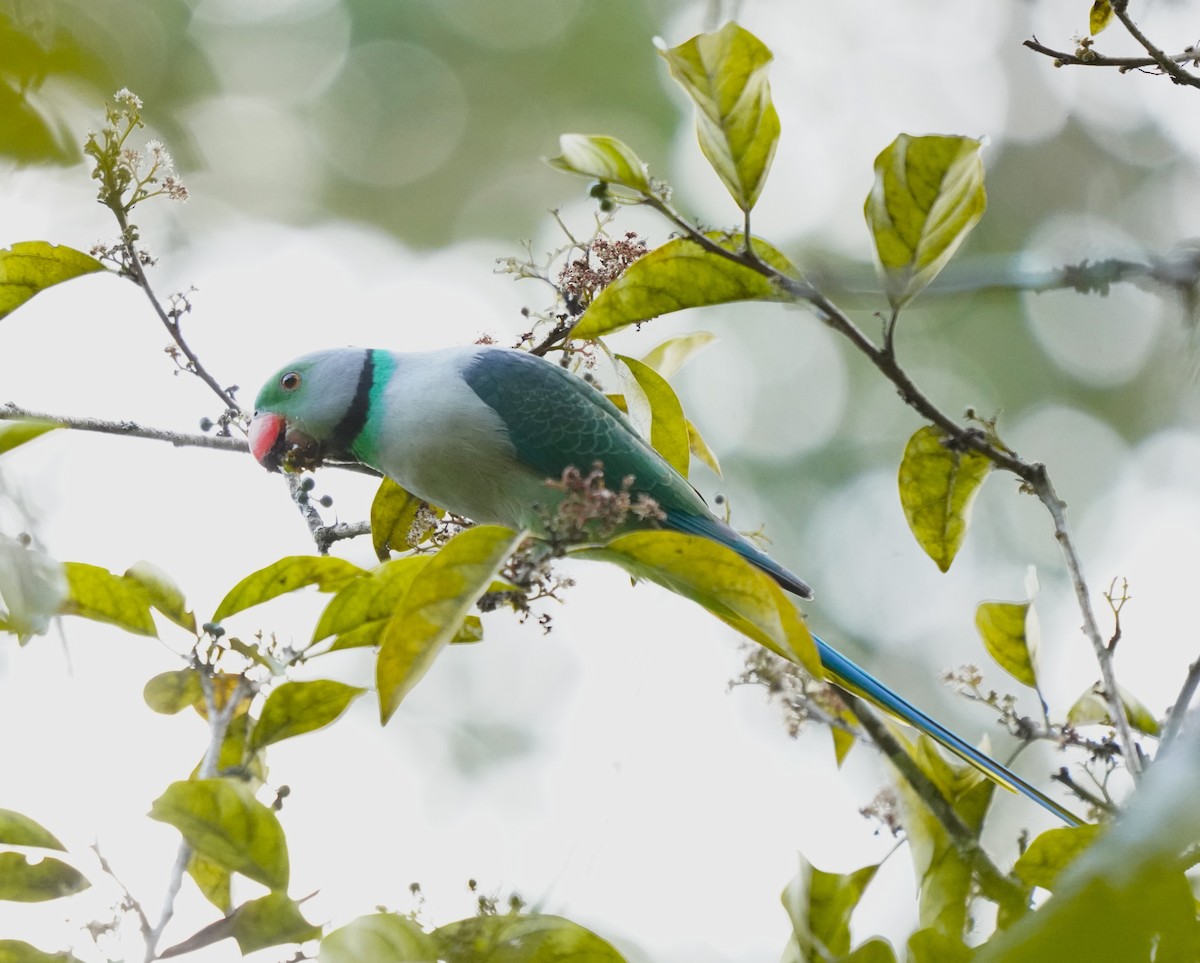 Malabar Parakeet - ML643626635