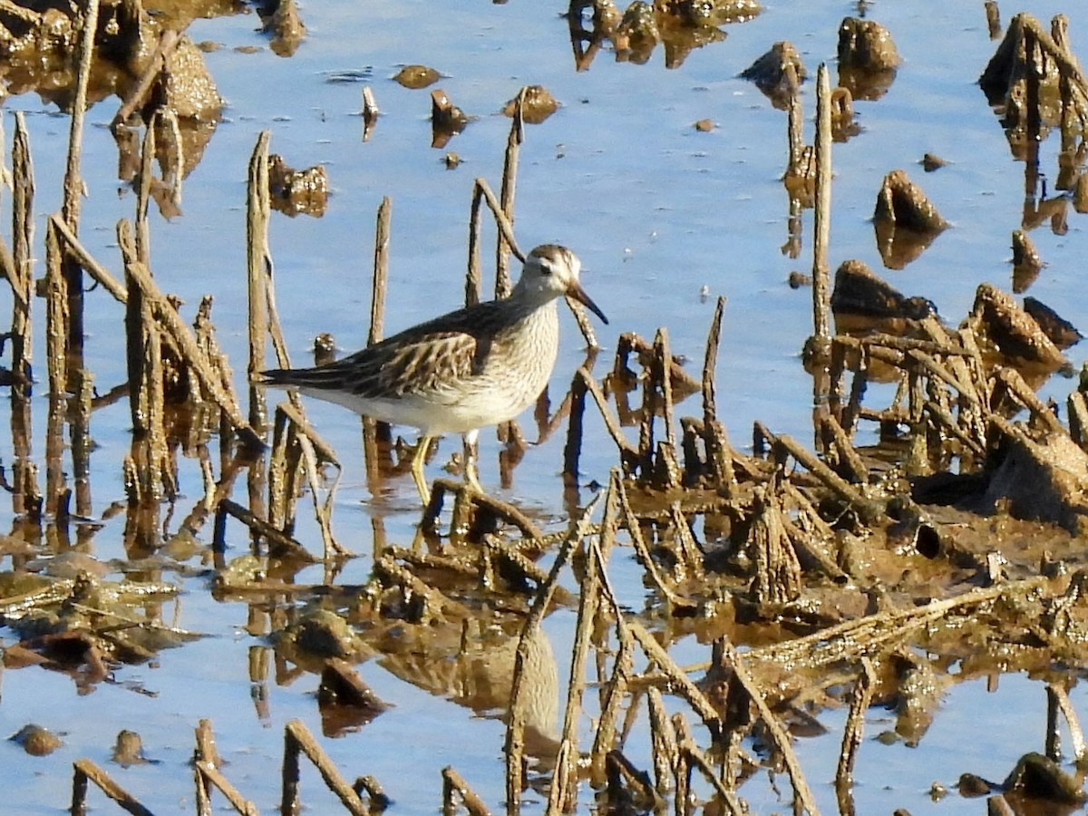 Pectoral Sandpiper - ML643626646