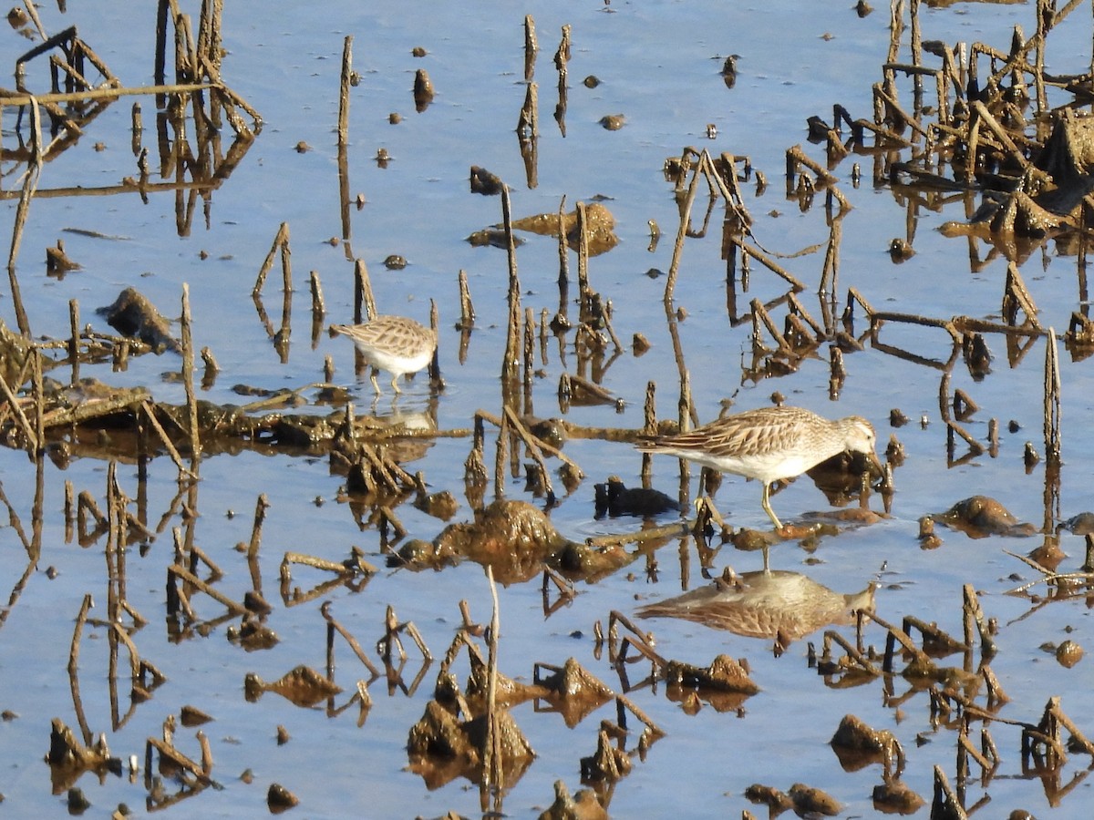 Pectoral Sandpiper - ML643626647