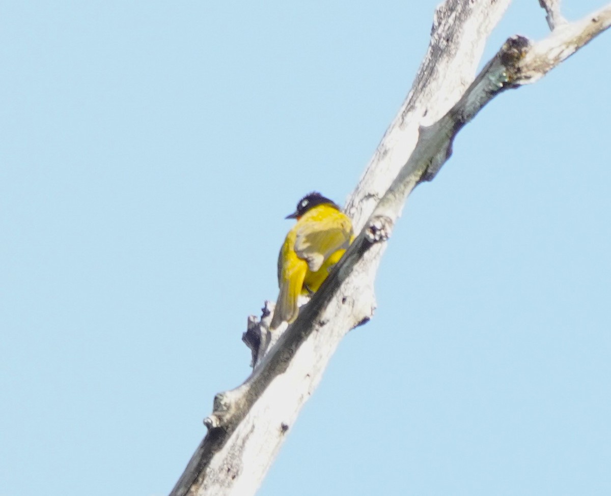 Flame-throated Bulbul - ML643626658
