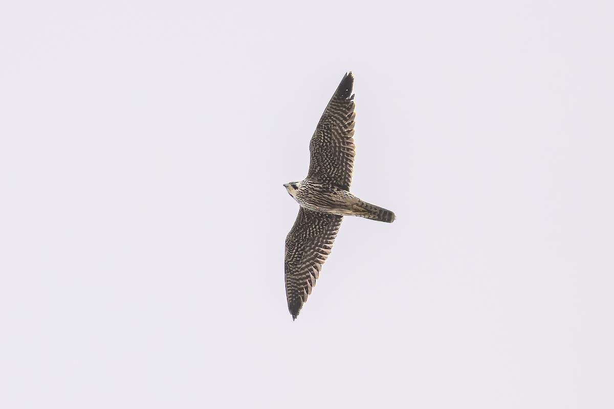 Peregrine Falcon - ML643626662