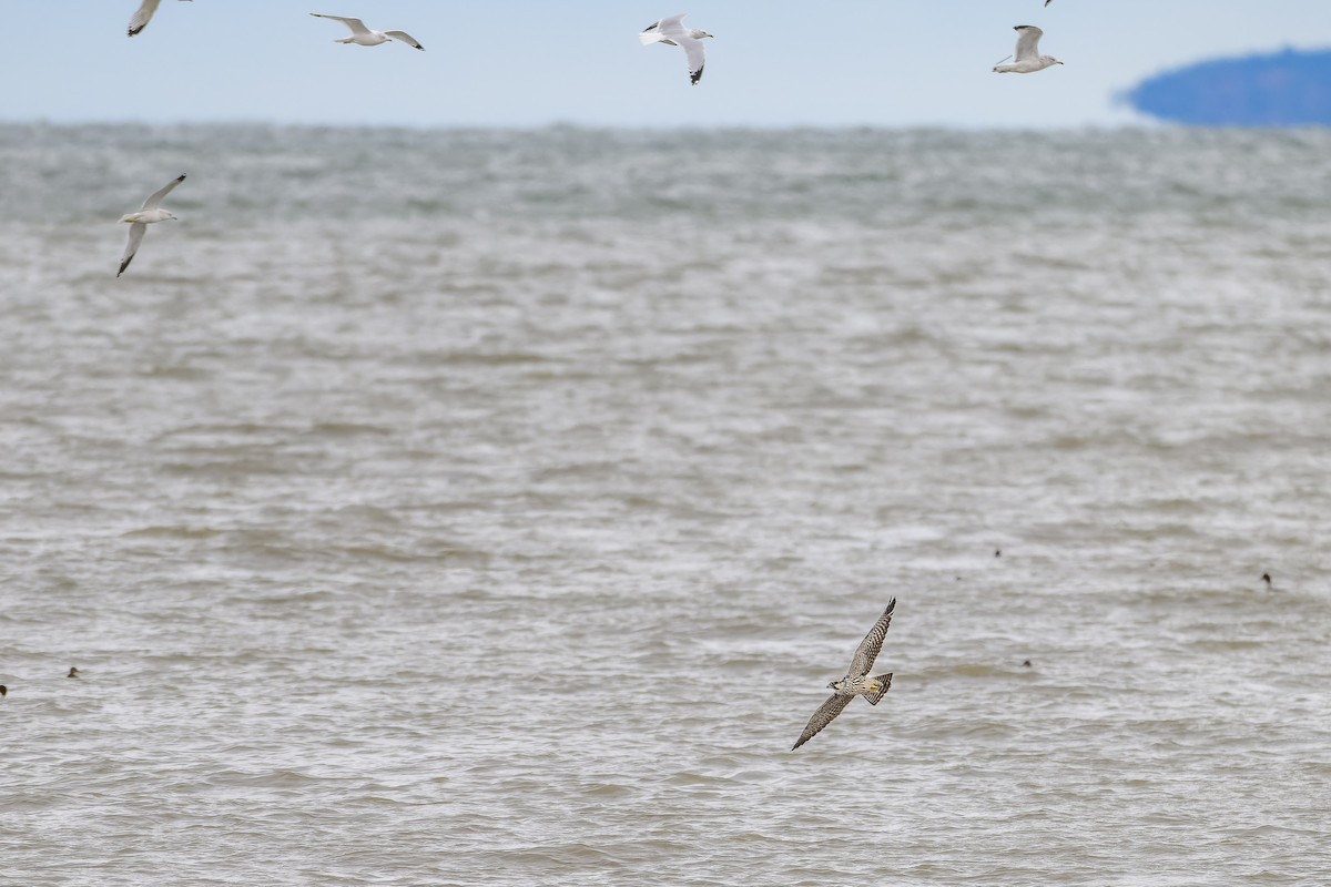 Peregrine Falcon - ML643626663