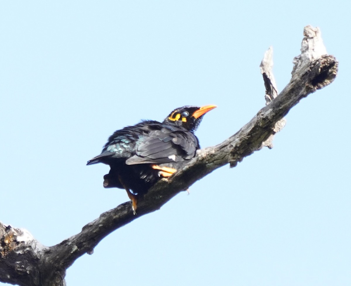 Southern Hill Myna - ML643626671