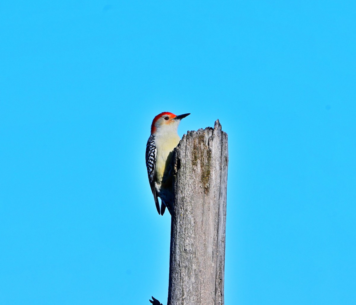 Red-bellied Woodpecker - ML643626673
