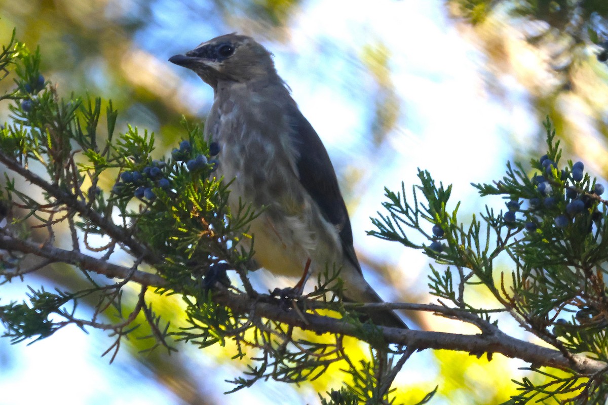 Sedir İpekkuyruğu - ML643626694