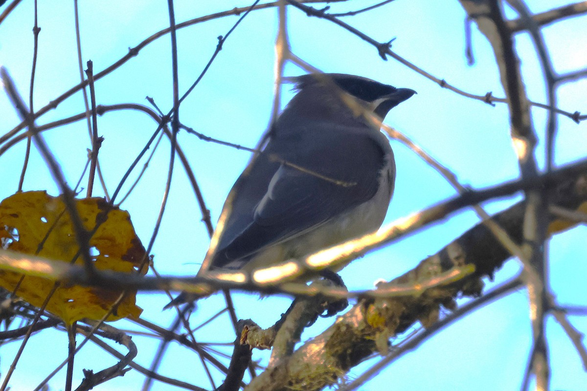 Sedir İpekkuyruğu - ML643626697