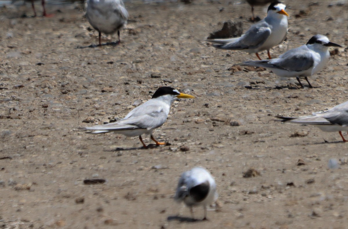 Little Tern - ML643626723