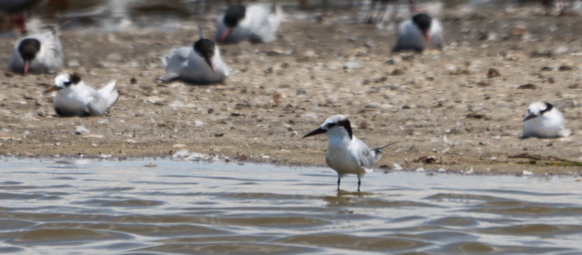 Little Tern - ML643626724