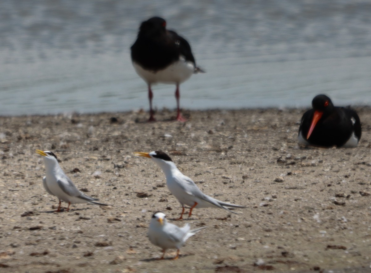 Little Tern - ML643626725