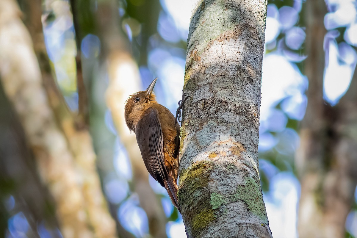 Plain-winged Woodcreeper (Plain-winged) - ML643626747