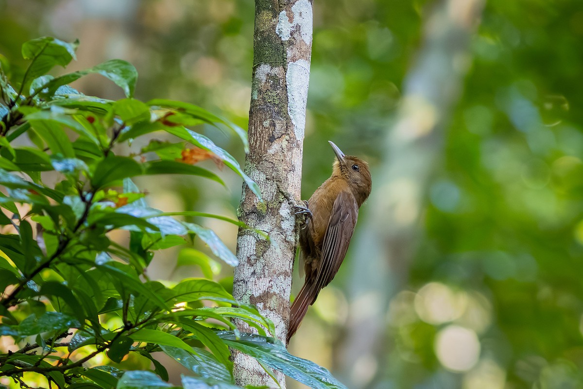 Plain-winged Woodcreeper (Plain-winged) - ML643626748