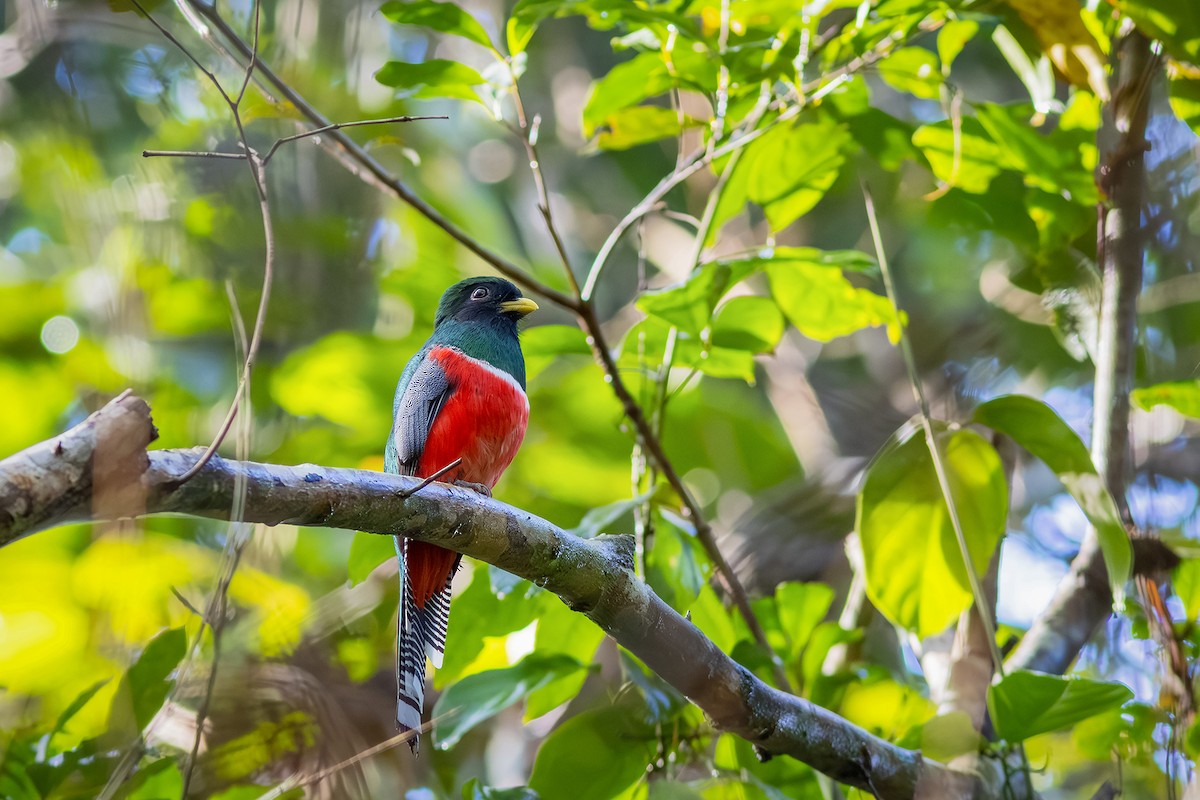 Collared Trogon - ML643626751