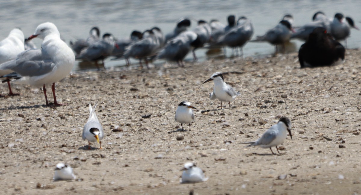 Australian Fairy Tern - ML643626764